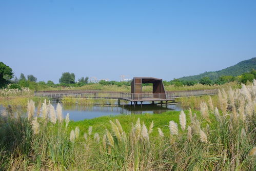 深圳坝光村掠影这里是山清水秀景丰林密的城市净土