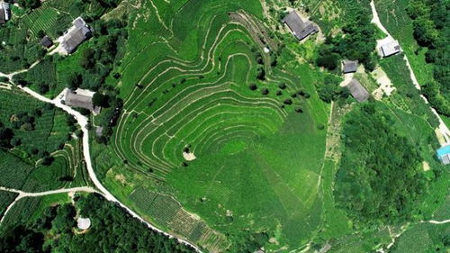 区域特色美丽茶乡参选茶乡展示湖北省五峰土家族自治县