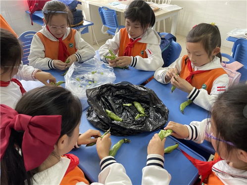 观澜小学非常五合一闪亮小能手