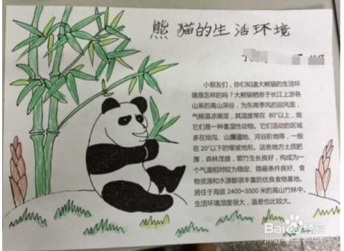 大熊猫手抄报图片