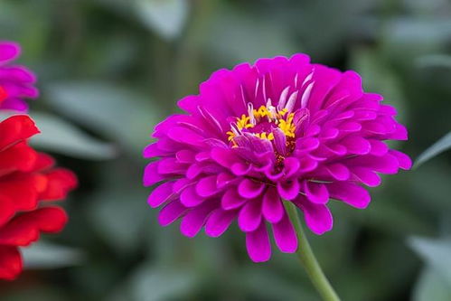 吉林省9个市州都有自己的市花,你知道几个