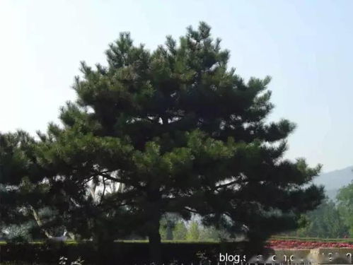 图文并茂丨我国常见行道庭荫园林树种简介