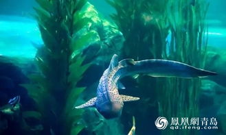 开往海底的高铁坐高铁到青岛不出站直达海底世界