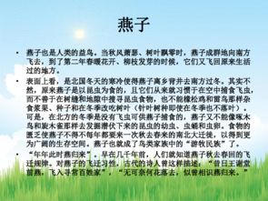 燕子课件