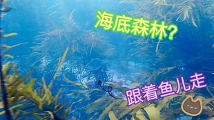 国外潜水澳洲有鲨鱼怎么办抓来看看